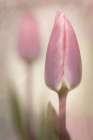 Pink Tulips Art Print