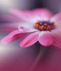 Echoes of Hope...III Art Print by Nan