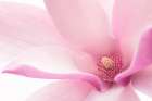 Pink Magnolia Art Print