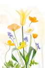 Spring Splendour Art Print