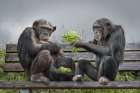 Monkey Salad Art Print