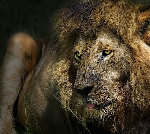 the lion Animals Print