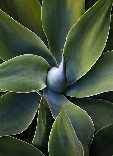 A Little Bit Like a Pinwheel Art Print