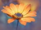 Orange delight Art Print
