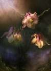 Common Columbine Art Print