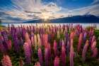 Lupins lakeside Art Print