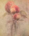 Peonies Art Print