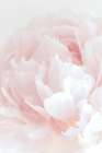 Peony 05 Art Print