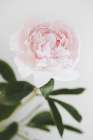 Peony 10 Art Print