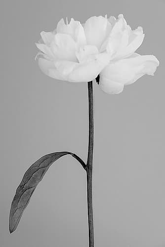 Peony 14 Art Print by 1x Studio III