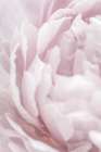 Peony 15 Art Print