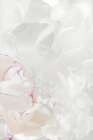 Peony 21 Art Print