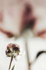 Peony 22 Art Print