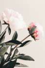 Peony 23 Art Print