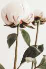 Peony 24 Art Print