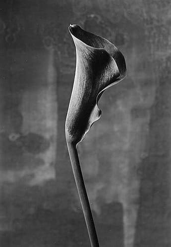 Flower_3 Art Print by Kenji Mori