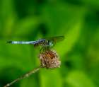 Blue Dasher Dragonfly Art Print