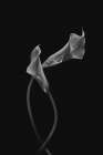 Two Loving Calla Lilies Art Print