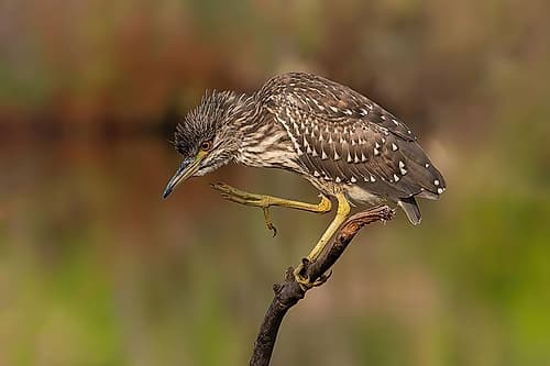 Young Night Heron Wildlife Print