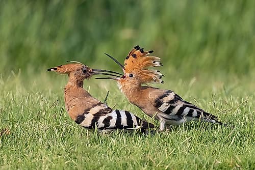 Lunch Wildlife Print