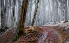 Forest Between Fall And Winter With Rusty Leaves And A Leading Path Art Print