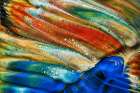 The Blue Fish Art Print