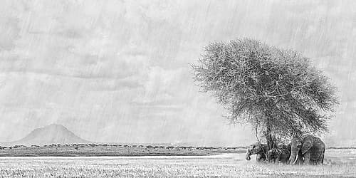 African Landscape Landscape Print