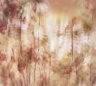 Seed Pods Art Print