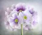 Primula Art Print