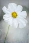 White Calliopsis Art Print