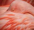 Portrait of a Pink Flamingo Art Print