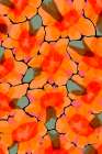 Orange Big Flowers Art Print