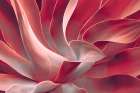 Leaves Like Satin Ribbons Art Print