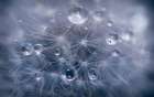 Water droplets in dandelion Art Print