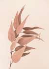 Dried Eucalyptus Art Print