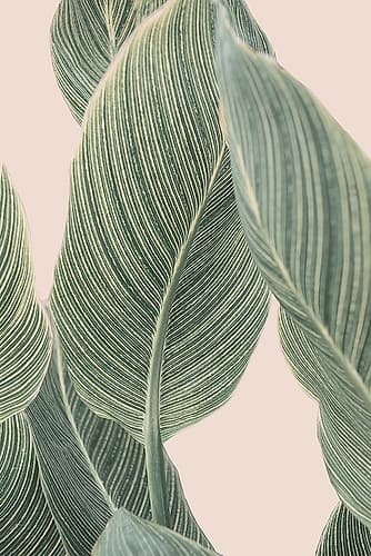 Calla Leaf Art Print