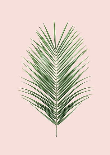 Palm Leaf Blush Beach Print