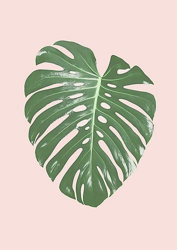 Monstera Leaf Blush Nature Print