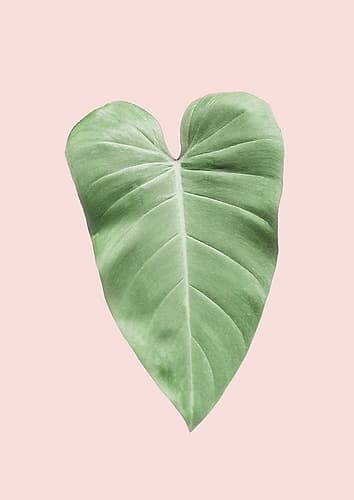 Tropical Leaf Blush Art Print by Kathrin Pienaar