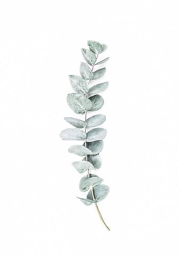 Eucalyptus II Nature Print