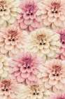 Dahlia Art Print