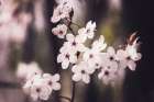 Blossoms Art Print