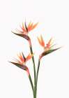 Birds of Paradise Art Print