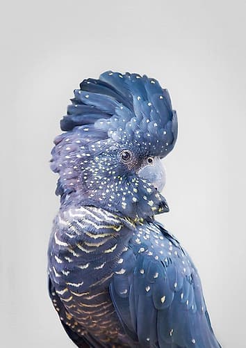 Black Cockatoo Art Print