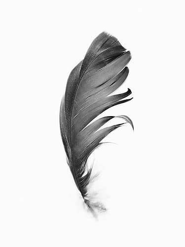 Feather Art Print