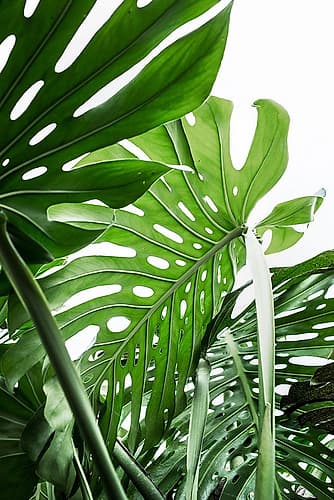 Jungle Art Print