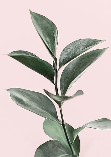 Foliage on Pink Art Print by Kathrin Pienaar