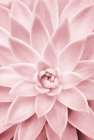 Pink Succulent Art Print