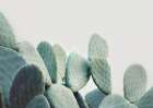 Pastel Cactus Still Life Print