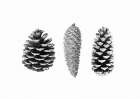 Pine Cone Study Art Print